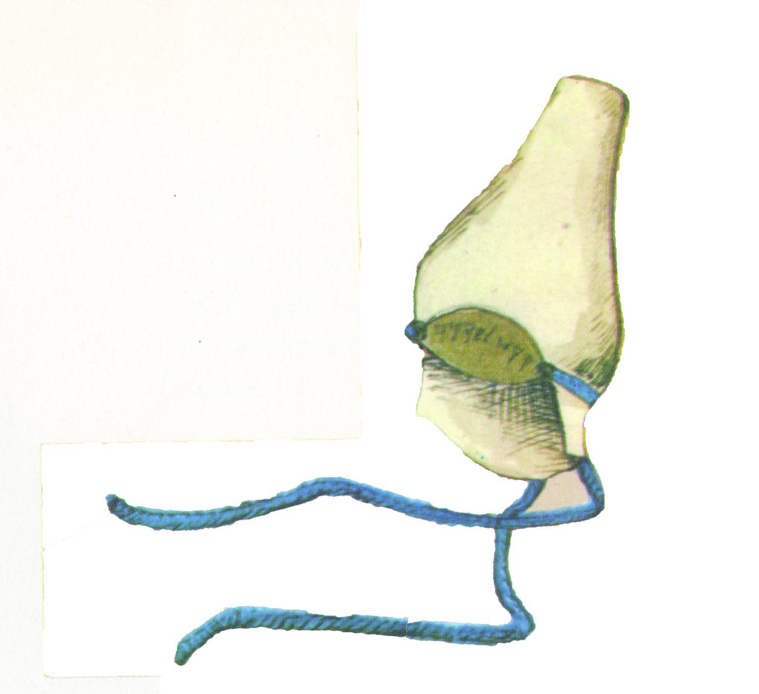 Drawing of cone-shaped hat with strings to fasten it on.