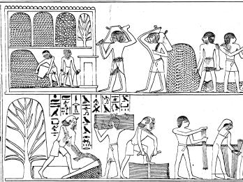 Drawing of relief of people working in the fields with hieroglyphic writing on top and around figures. 