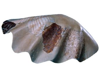 Decorated clam shell incised with floral motifs.