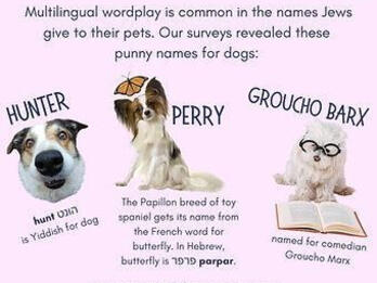 Pink background with black header text and descriptions under three images of dogs with their names.