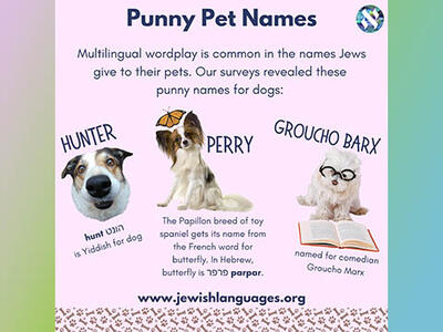 Pink background with black header text and descriptions under three images of dogs with their names.