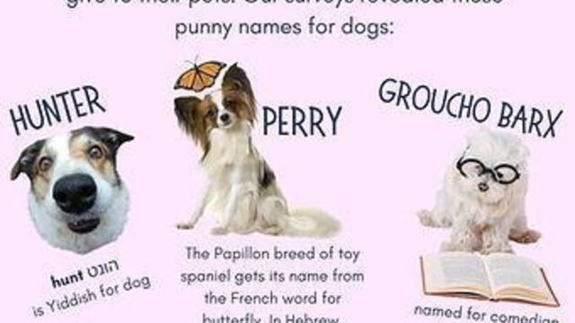 Pink background with black header text and descriptions under three images of dogs with their names.