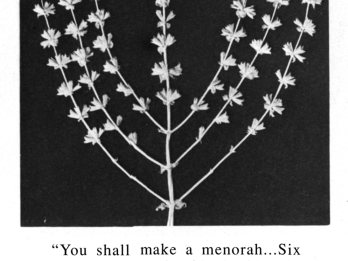 Photograph of plant with seven twigs and English text underneath explaining the six branches of a menorah.