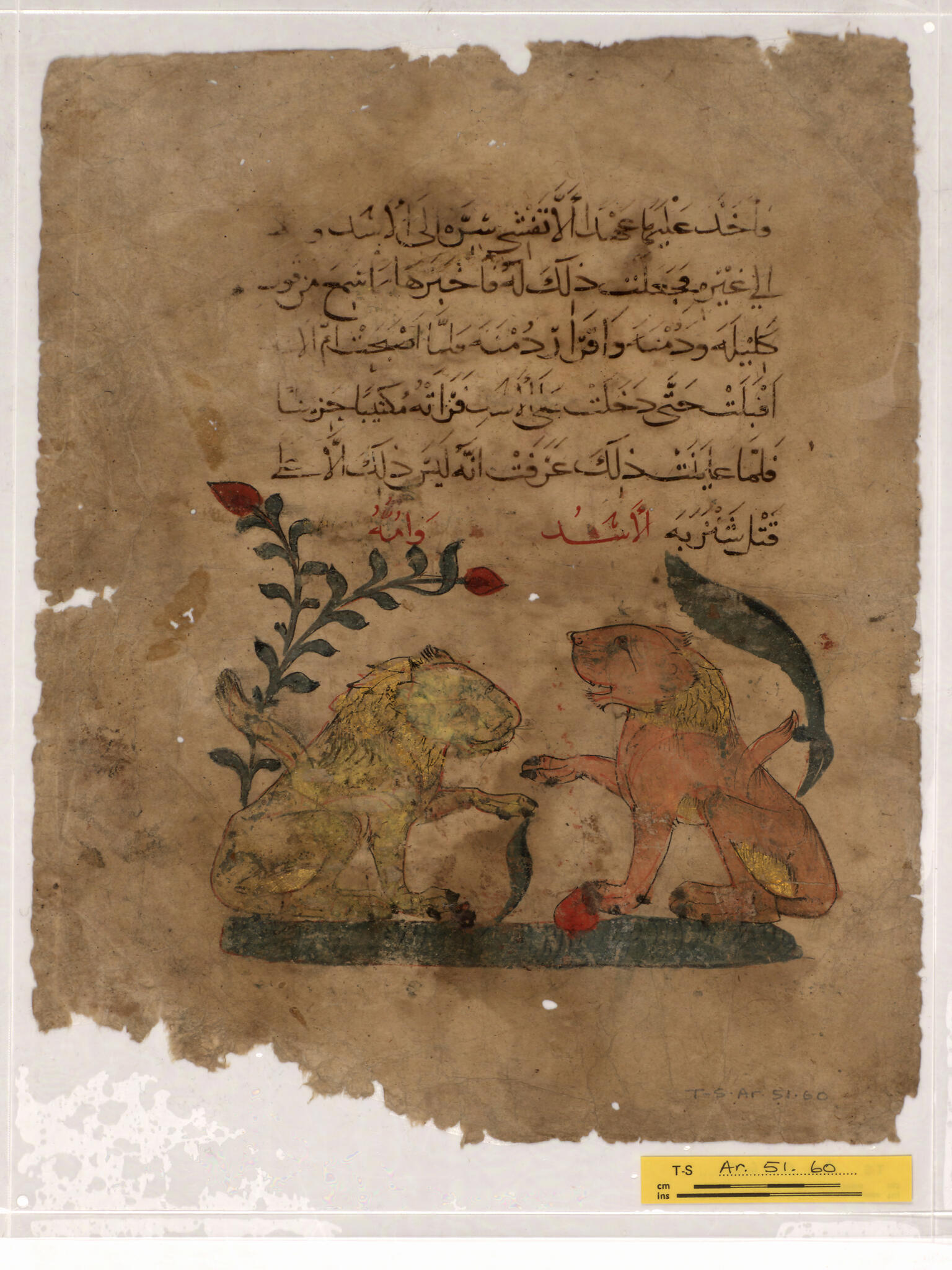 Damaged manuscript page with Arabic text above an illustration of two lions seated among flora, facing and gesturing toward each other.