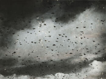 Photograph of sky filled with flying insects.