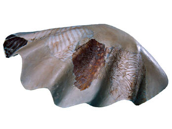 Engraved Clam Shell Decorated clam shell incised with floral motifs.