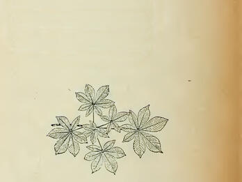 Geviksn Page of Yiddish text with illustration of leaves in the center.