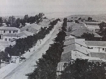 View of a Street in Zikhron Ya‘akov Photograph of street lined with trees and houses.