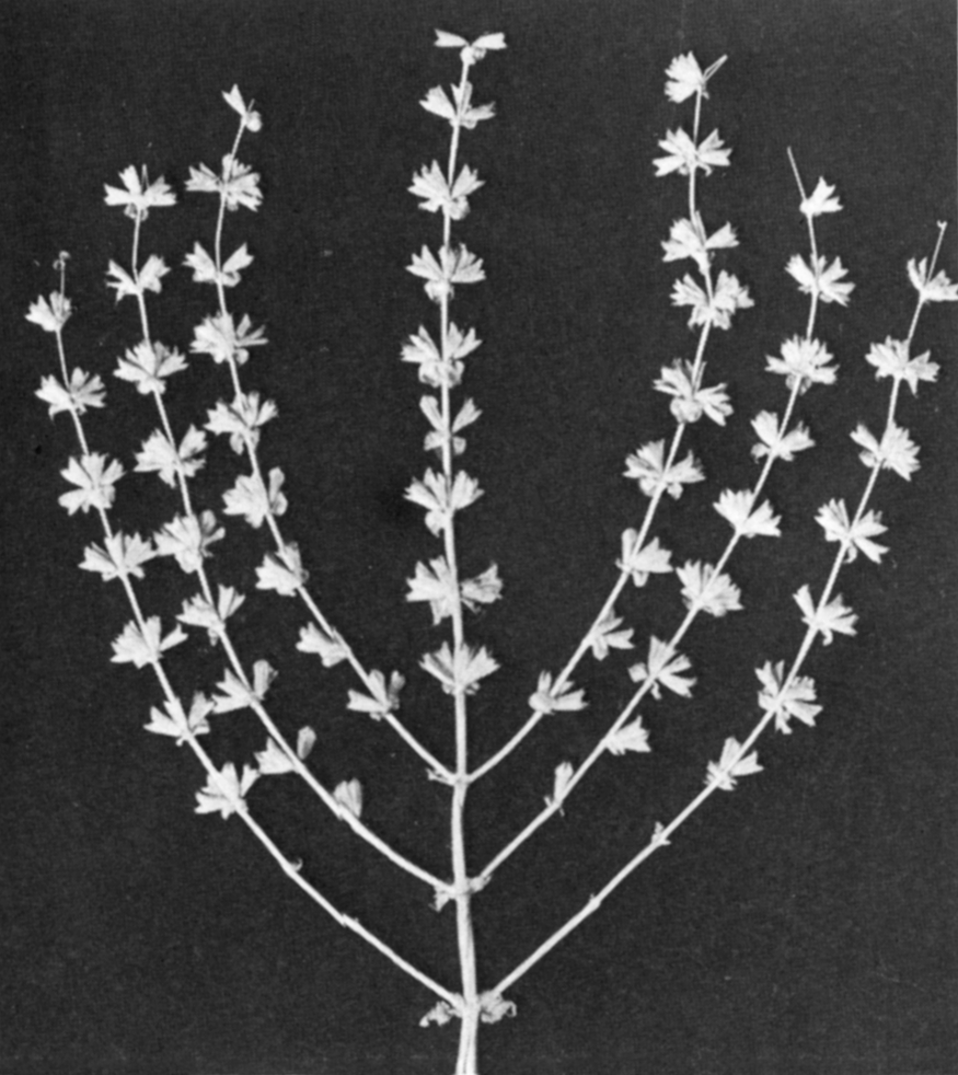Ecology in the Bible Photograph of plant with seven twigs.