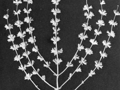 Photograph of plant with seven twigs.