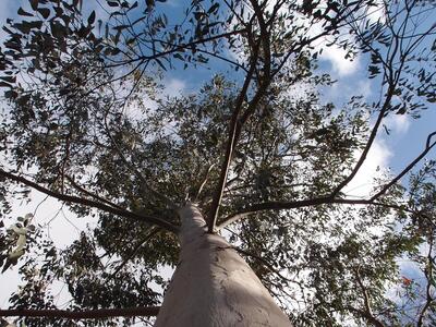 Top of eucalyptus tree seen from below.