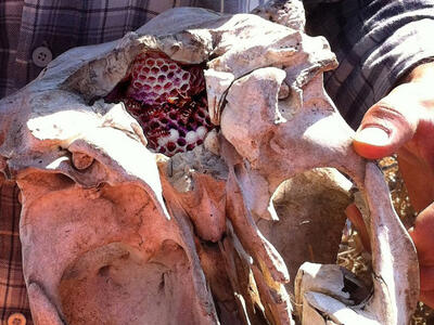 Photograph of wasp hive inside cavity of cow's skull. 