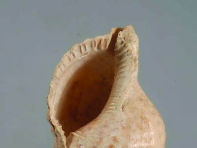 Conch shell resting in a modern wire frame.