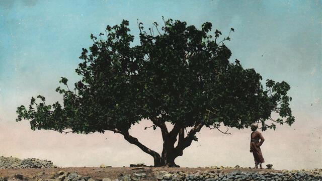 Photograph of tree with leaves.